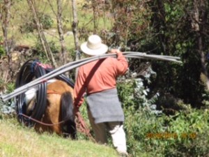 Percy provides a helping hand, and horse!